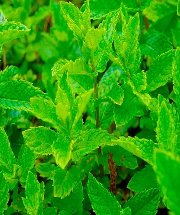 Мята цветок лечебные