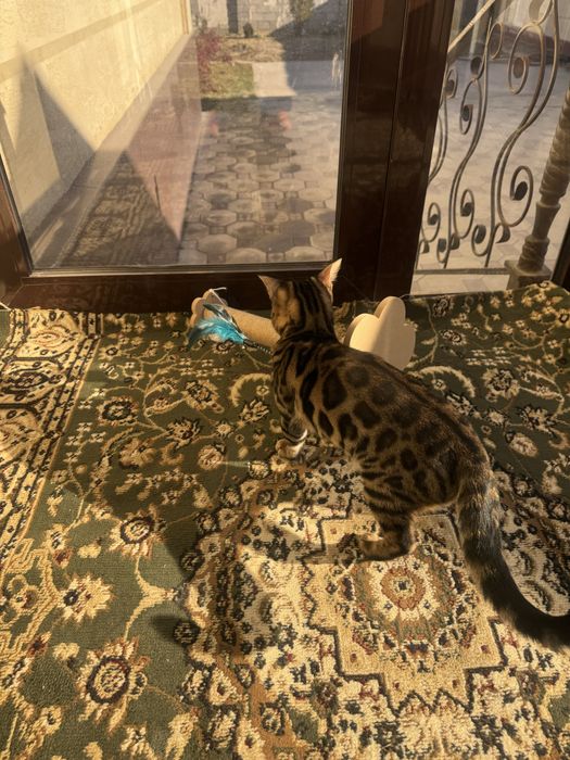 Бенгальский котенок