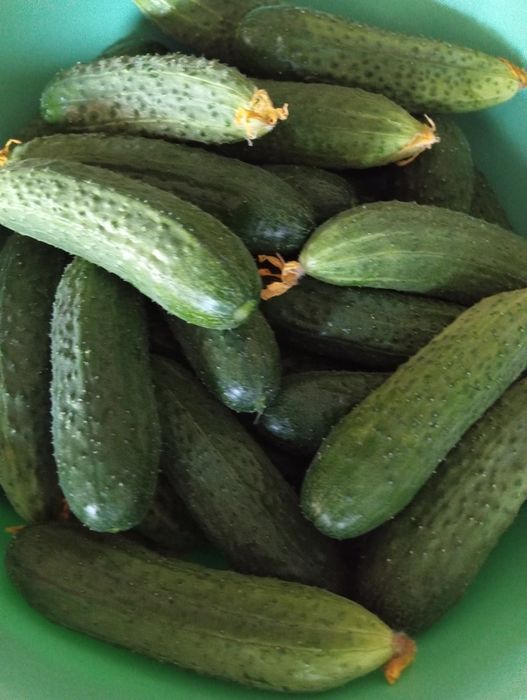 Продам домашние огурцы
