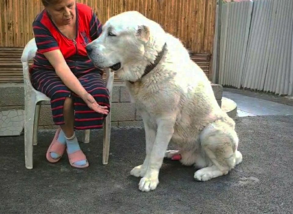 Алабай (САО) предлагается на вязку