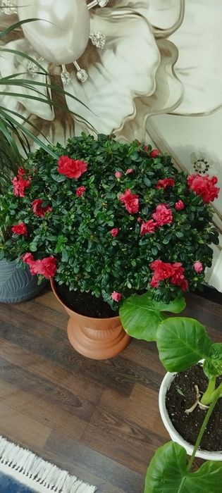 Азалия дерево большая