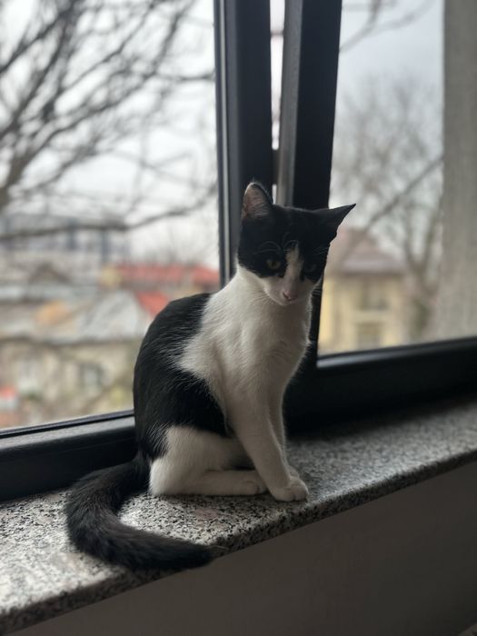 Pisicuta superba cauta famiie