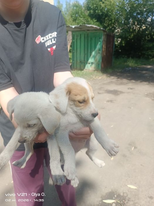 Щенков в добрые руки