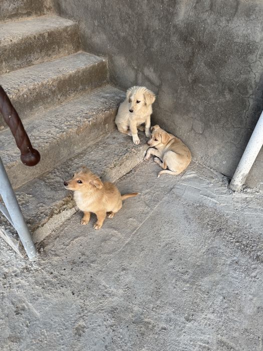 Шенки 3 месяца самцы, привитые,