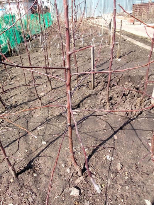 Саженцы лесодекоротивные