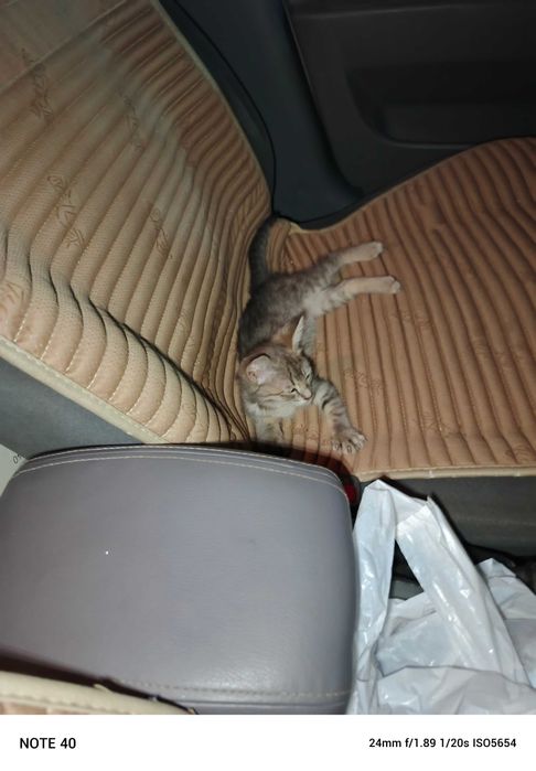 Котёнок Мейкуна 3 месяца мальчик и маленький котёнок девочка срочно