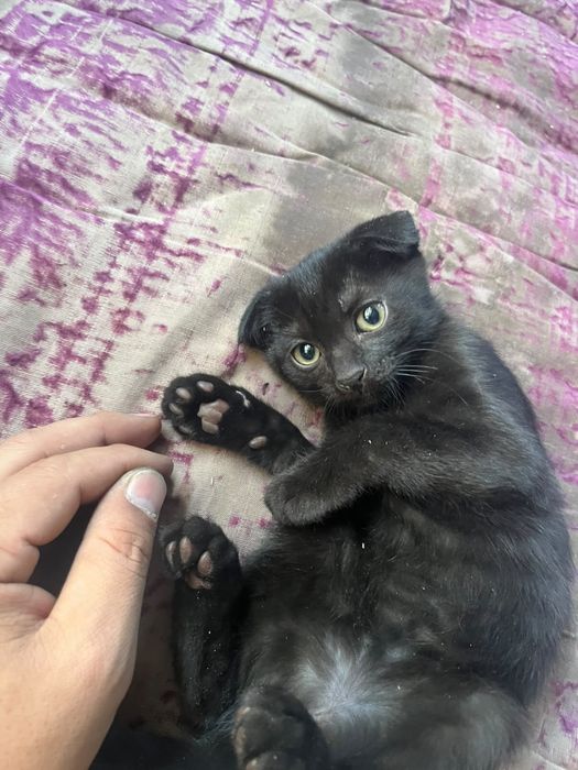 Вислоухий котёнок