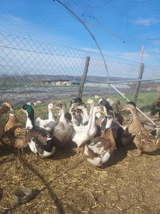 Rate si ratoi romanesti