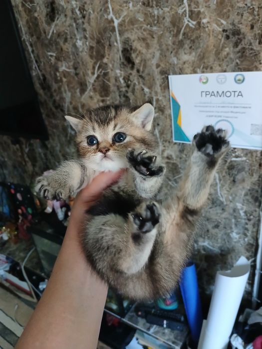 Скоттиш страйт и фолд девачка и мальчик