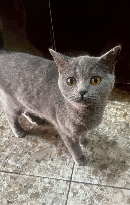 Британская короткошерстная кошка