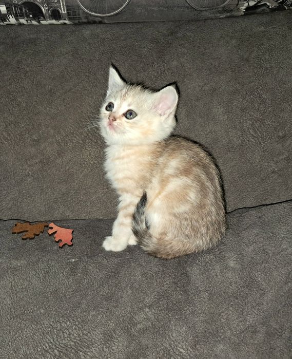 Шотландский котёнок. Девочка