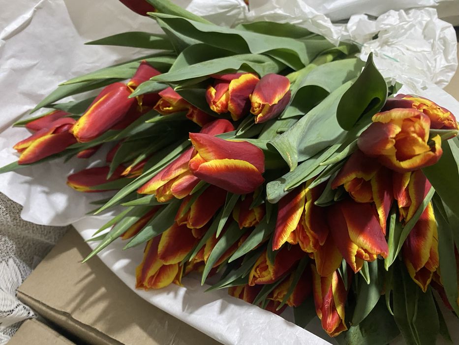 Луковицы голландских тюльпан