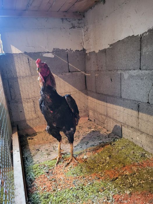 Сатамын дакан кораз 50 000