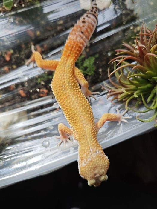 Эублефар, Танжерин