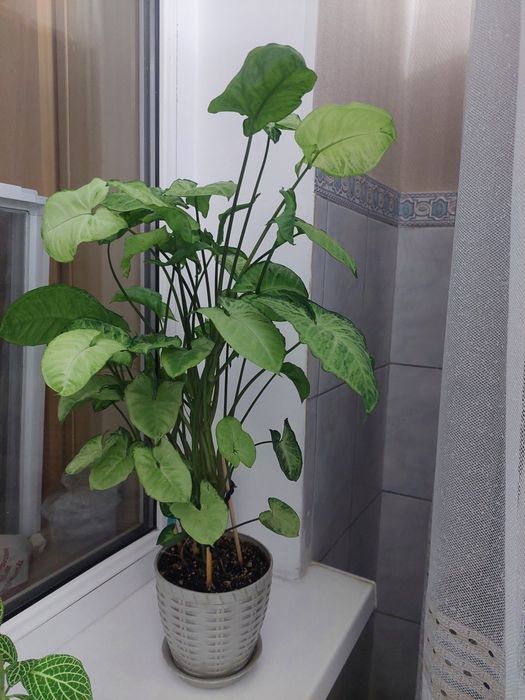 Продам комнатные цветы