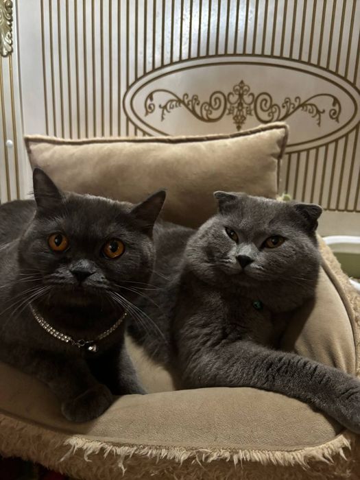 Продам вислоухих котят