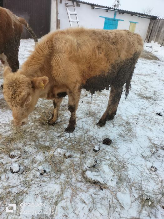 Продам 2телки 2 бычка