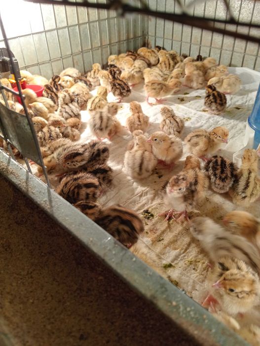 Vând pui de prepelita