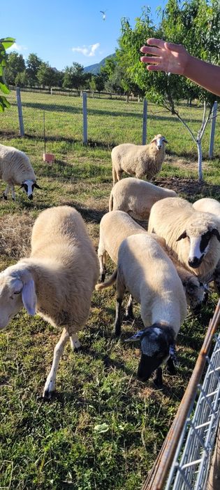 Oi de vanzare, ovine