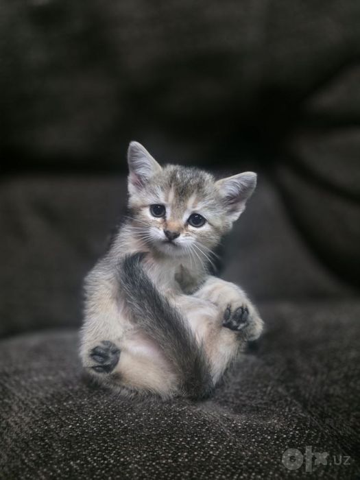 Британская шиншилла Котёнок
