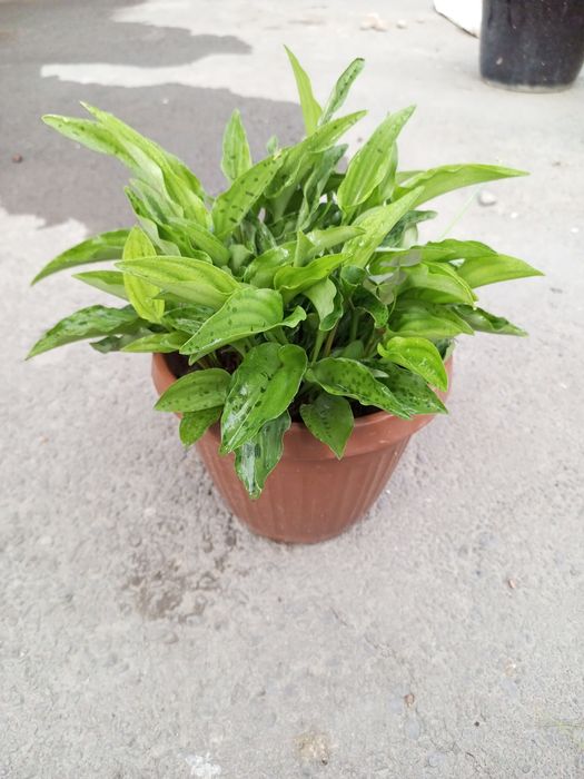 Drimiopsis o'simligi