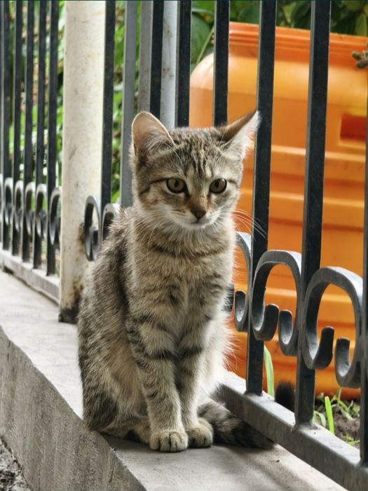 Отдаю котенка девочку