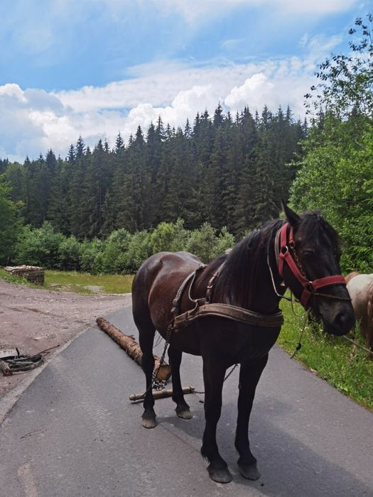 Vând manza de 2 ani