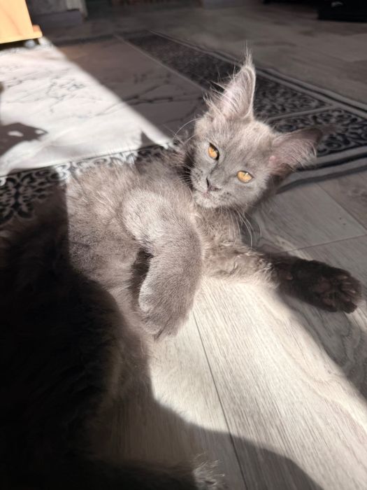 Продается котенок Мейн-кун