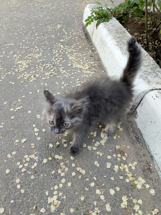 Котёнок в ответственные руки