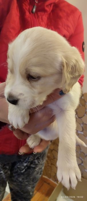 Подарявам кокершпаньолчета