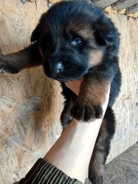 Щенки немецкой овчарки