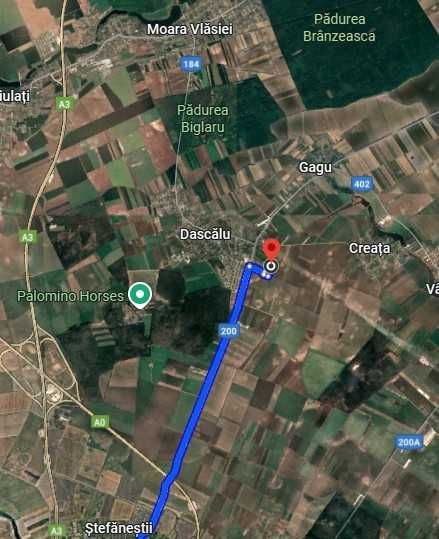 Vand teren Dascalu Dascalu • OLX.ro