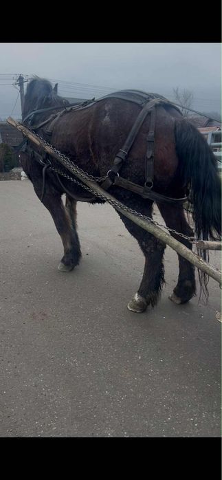 Vand cal bun din tote puncte