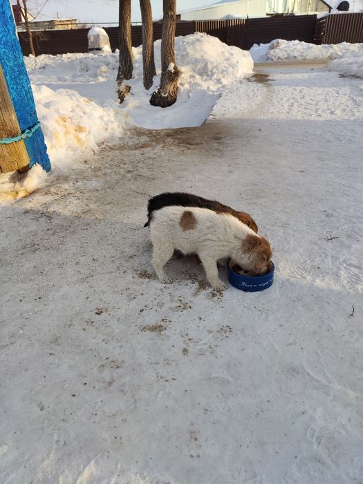 Щенята маленькие 5 штук