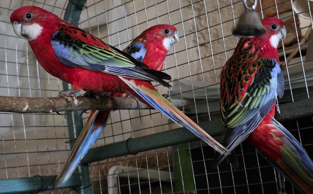 Продавам папагали Розели