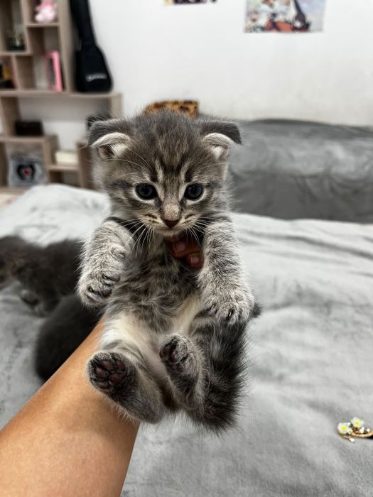 Отдам котят в хорошие руки