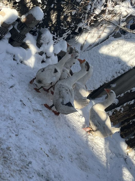 Гуси.          .