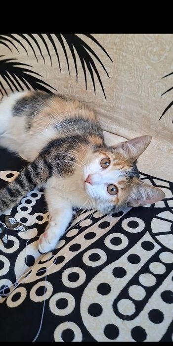 Чудо котенок девочка в добрые руки!