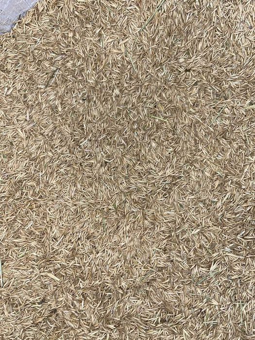 Купить семена житняка в мешках чистота и продуктивность в каждом зерне