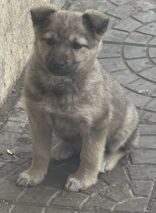 Отдам в добрые руки