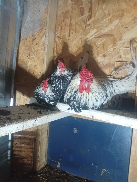 Familie Hamburg formată dintr un cocoș și două gaini