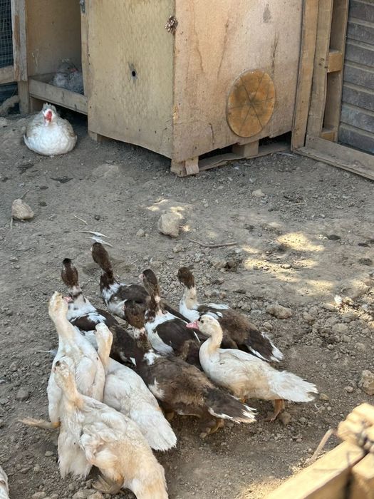 Продам цеплята тежелый весь.