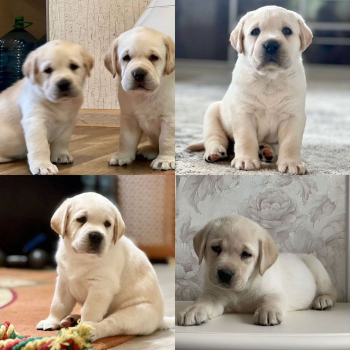 Щенки Лабрадора Крг