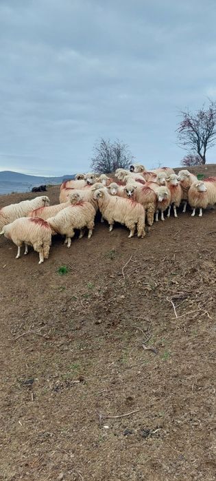 Oi de vînzare.  ...