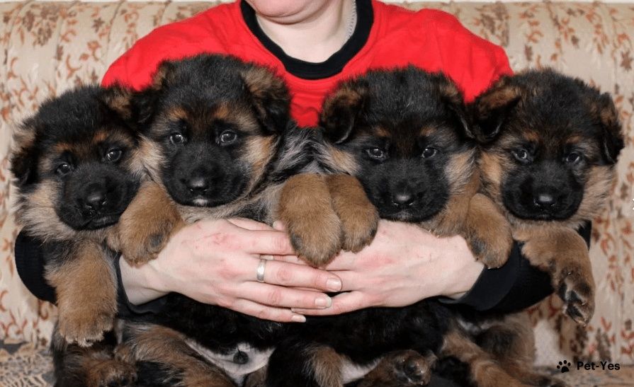 Щенки немецкой овчарки