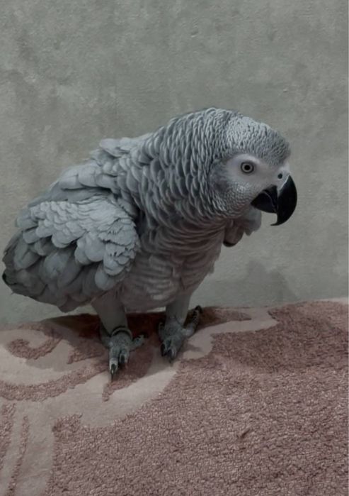 Жако Говорящий Попугай