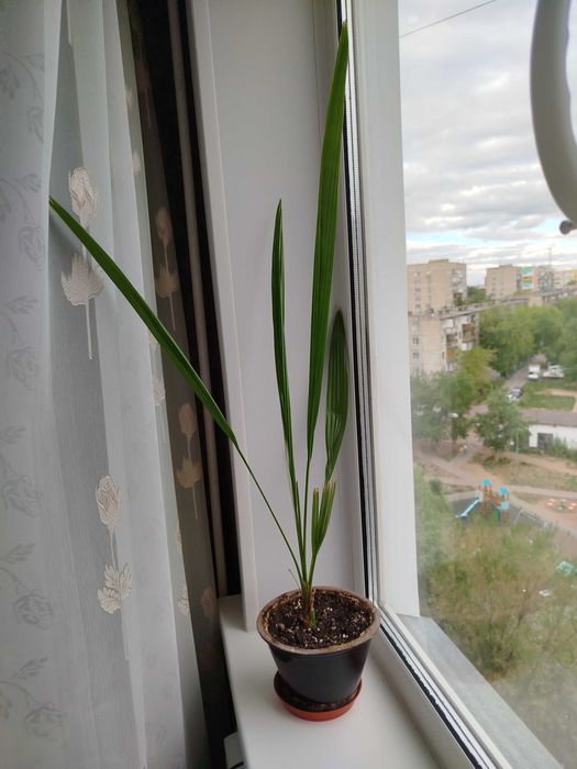 Цветы продам цветы