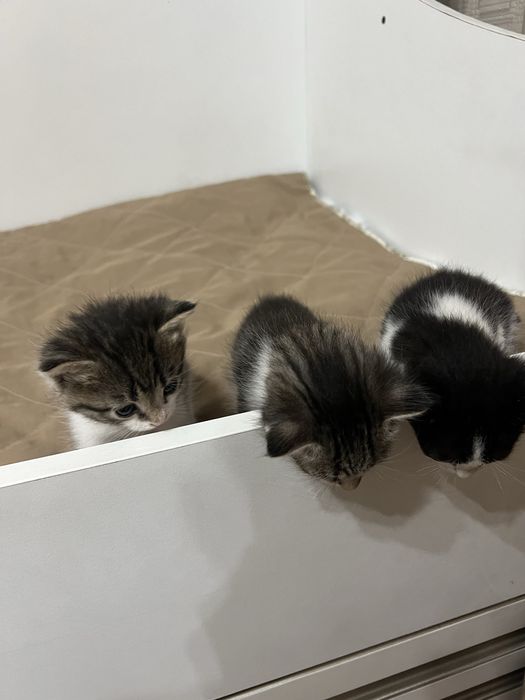 Отдам даром котят в добрые руки