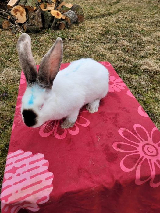 Iepuri Uriaș de Transilvania