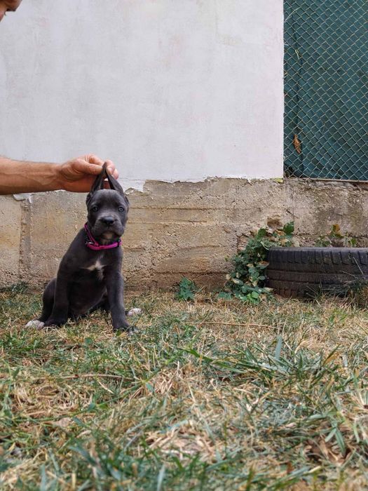 Кане Корсо/Cane Corso